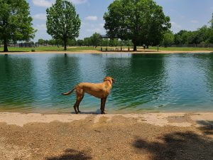 Millie Bush Dog Park